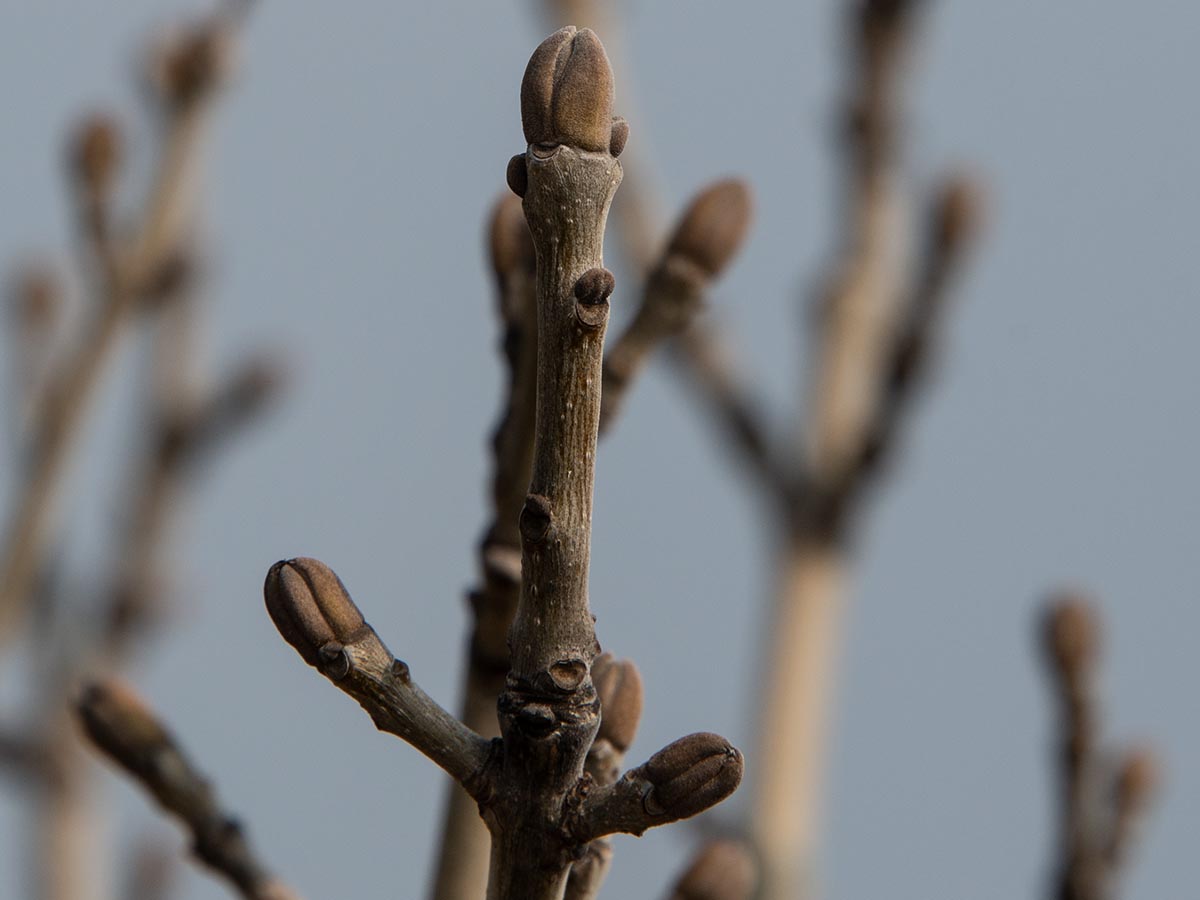 Knospen